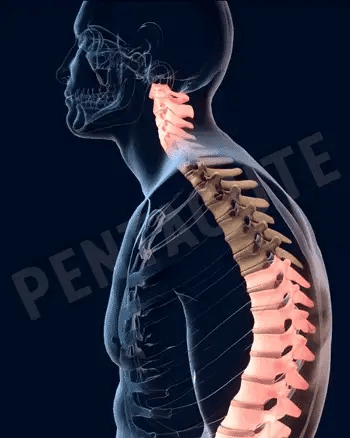 Doctor Plus Posture Belt